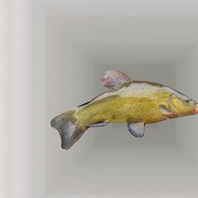 Angler at the river bank